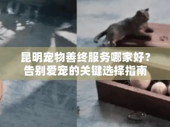 昆明宠物善终服务哪家好？告别爱宠的关键选择指南