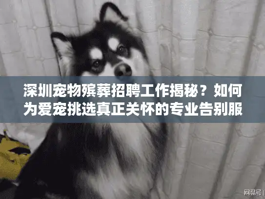 深圳宠物殡葬招聘工作揭秘？如何为爱宠挑选真正关怀的专业告别服务