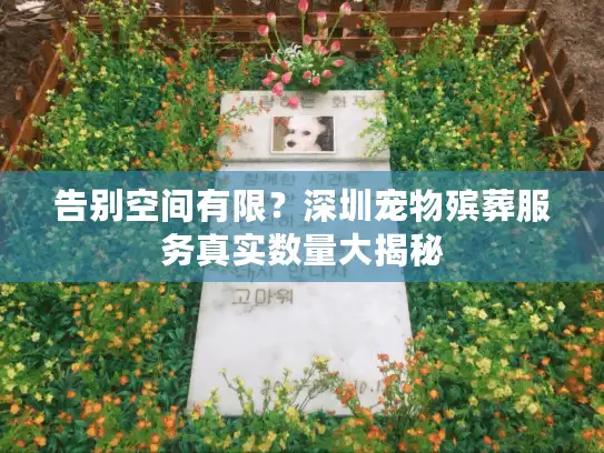 告别空间有限？深圳宠物殡葬服务真实数量大揭秘