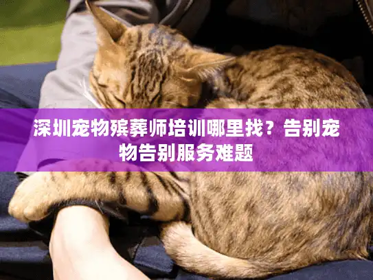 深圳宠物殡葬师培训哪里找？告别宠物告别服务难题