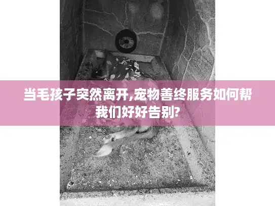 当毛孩子突然离开,宠物善终服务如何帮我们好好告别?