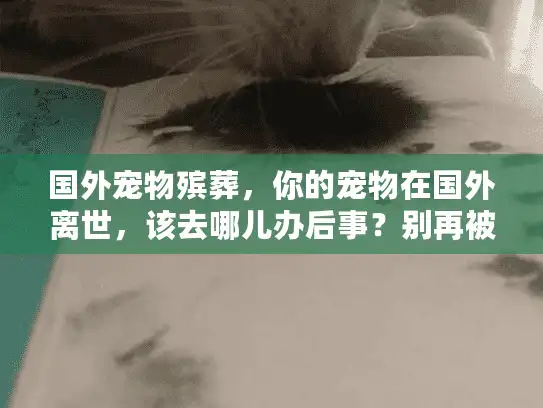 国外宠物殡葬，你的宠物在国外离世，该去哪儿办后事？别再被坑了！