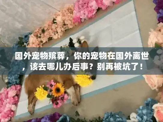 国外宠物殡葬，你的宠物在国外离世，该去哪儿办后事？别再被坑了！