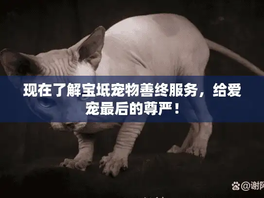 现在了解宝坻宠物善终服务，给爱宠最后的尊严！