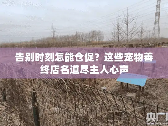 告别时刻怎能仓促？这些宠物善终店名道尽主人心声