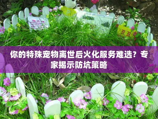 你的特殊宠物离世后火化服务难选？专家揭示防坑策略
