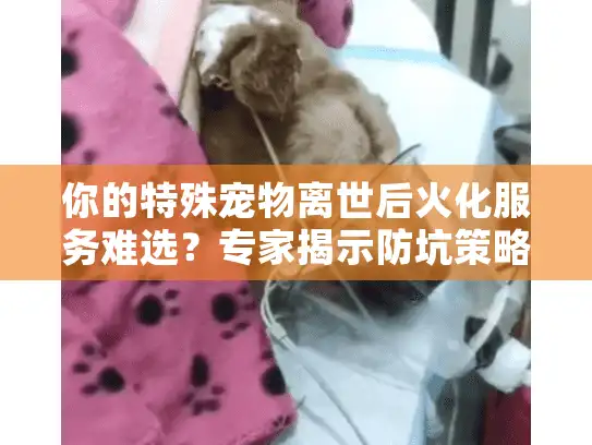 你的特殊宠物离世后火化服务难选？专家揭示防坑策略