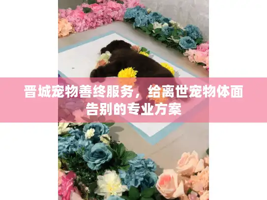 晋城宠物善终服务，给离世宠物体面告别的专业方案