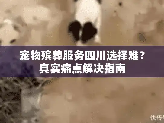 宠物殡葬服务四川选择难？真实痛点解决指南