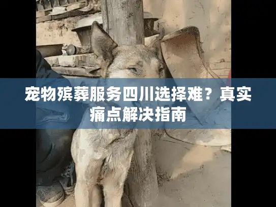 宠物殡葬服务四川选择难？真实痛点解决指南