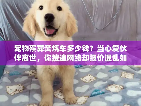 宠物殡葬焚烧车多少钱？当心爱伙伴离世，你搜遍网络却报价混乱如迷宫