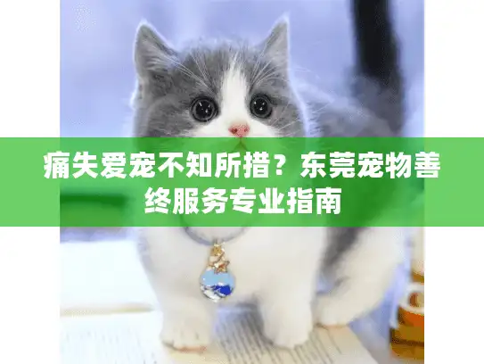痛失爱宠不知所措？东莞宠物善终服务专业指南
