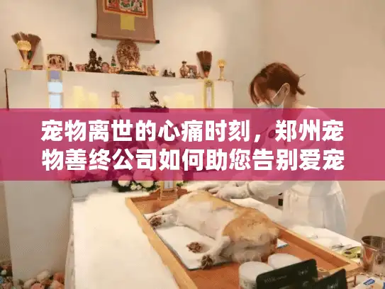 宠物离世的心痛时刻，郑州宠物善终公司如何助您告别爱宠？