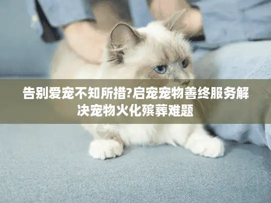 告别爱宠不知所措?启宠宠物善终服务解决宠物火化殡葬难题