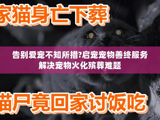 告别爱宠不知所措?启宠宠物善终服务解决宠物火化殡葬难题