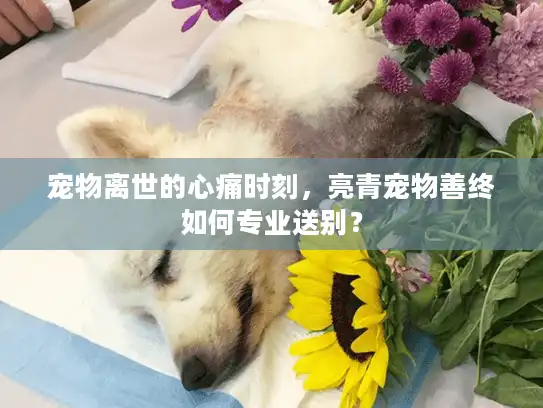 宠物离世的心痛时刻，亮青宠物善终如何专业送别？