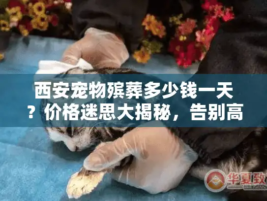 西安宠物殡葬多少钱一天？价格迷思大揭秘，告别高价陷阱！