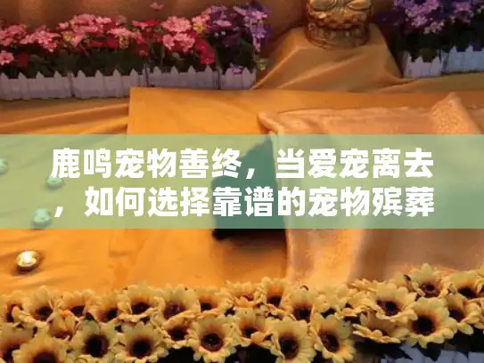 鹿鸣宠物善终，当爱宠离去，如何选择靠谱的宠物殡葬服务？