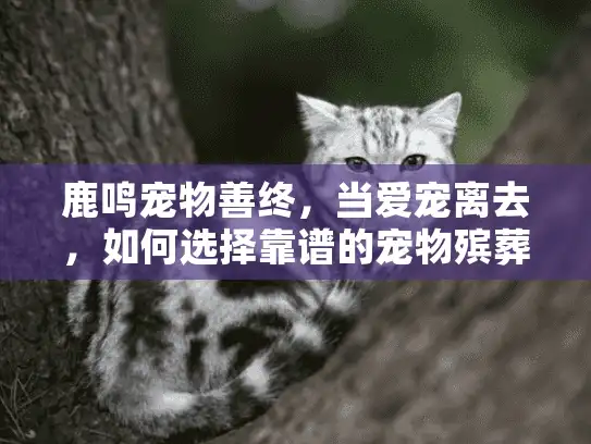 鹿鸣宠物善终，当爱宠离去，如何选择靠谱的宠物殡葬服务？