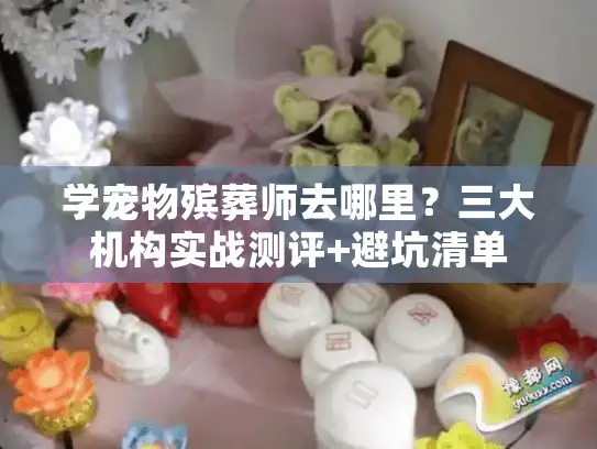 学宠物殡葬师去哪里？三大机构实战测评+避坑清单
