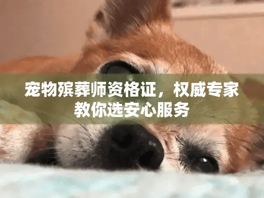 宠物殡葬师资格证，权威专家教你选安心服务