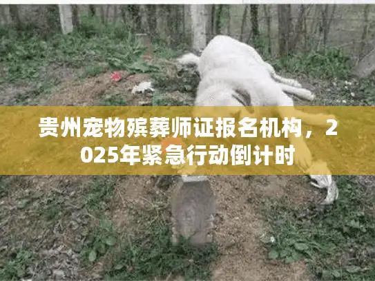 贵州宠物殡葬师证报名机构，2025年紧急行动倒计时