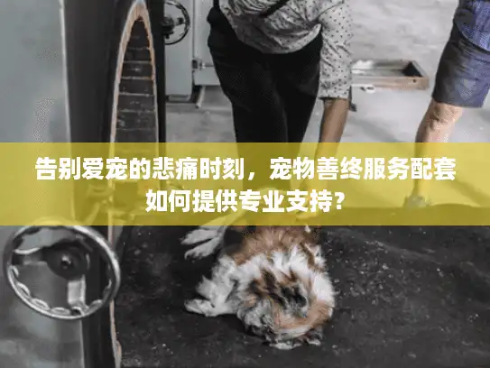 告别爱宠的悲痛时刻，宠物善终服务配套如何提供专业支持？