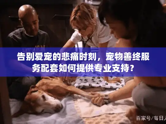告别爱宠的悲痛时刻，宠物善终服务配套如何提供专业支持？