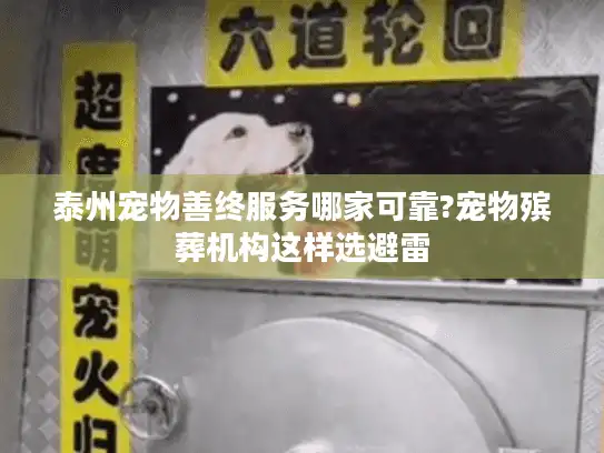 泰州宠物善终服务哪家可靠?宠物殡葬机构这样选避雷