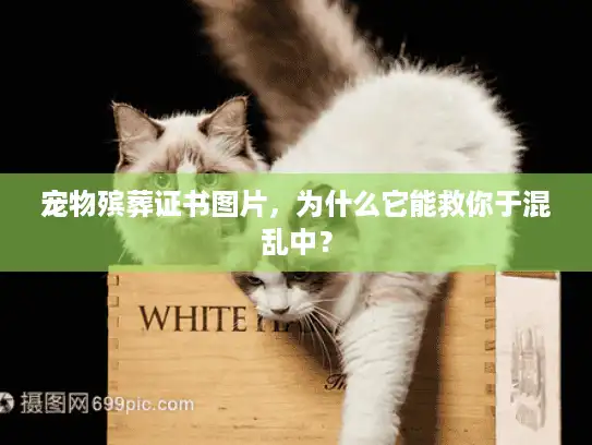 宠物殡葬证书图片，为什么它能救你于混乱中？