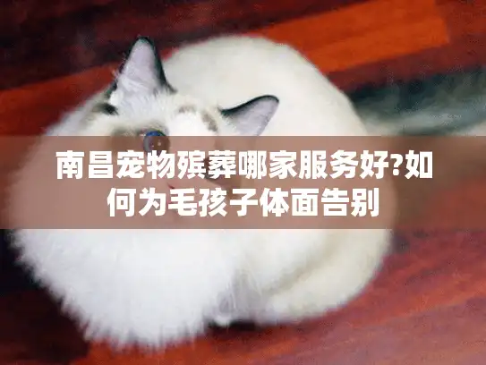 南昌宠物殡葬哪家服务好?如何为毛孩子体面告别