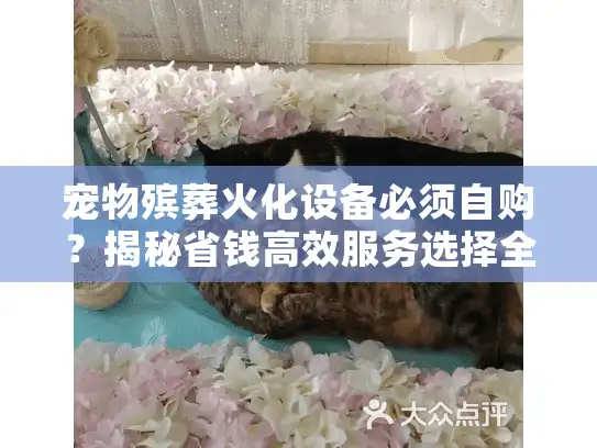 宠物殡葬火化设备必须自购？揭秘省钱高效服务选择全攻略