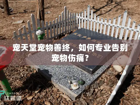 宠天堂宠物善终，如何专业告别宠物伤痛？