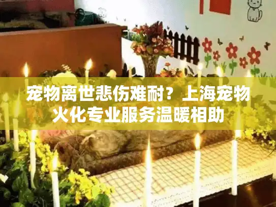 宠物离世悲伤难耐？上海宠物火化专业服务温暖相助