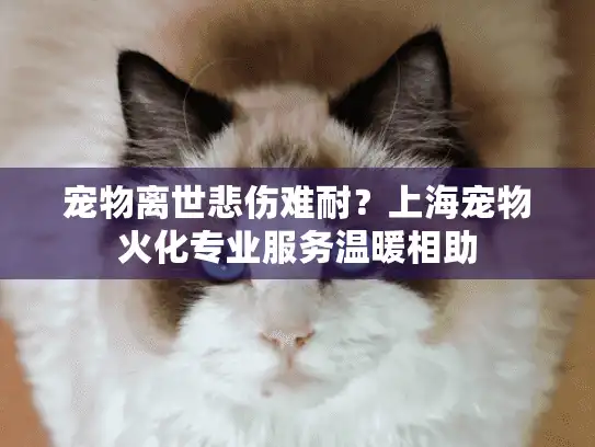 宠物离世悲伤难耐？上海宠物火化专业服务温暖相助