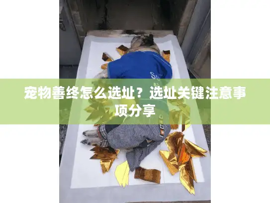 宠物善终怎么选址？选址关键注意事项分享