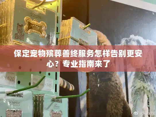 保定宠物殡葬善终服务怎样告别更安心？专业指南来了