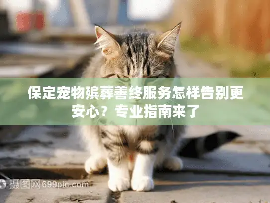 保定宠物殡葬善终服务怎样告别更安心？专业指南来了