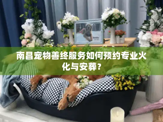 南昌宠物善终服务如何预约专业火化与安葬？