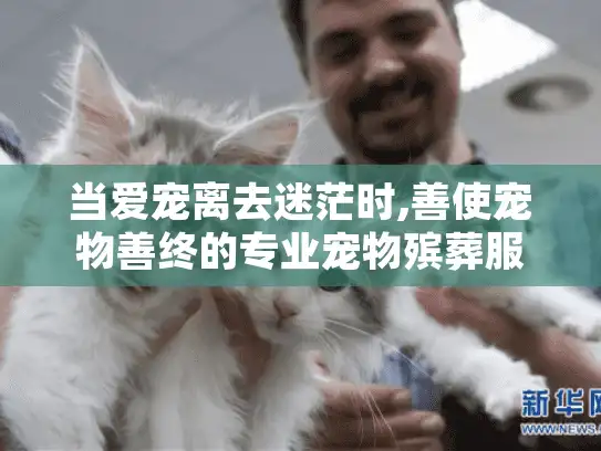 当爱宠离去迷茫时,善使宠物善终的专业宠物殡葬服务能帮您吗?