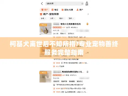柯基犬离世后不知所措?专业宠物善终服务完整指南