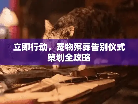 立即行动，宠物殡葬告别仪式策划全攻略