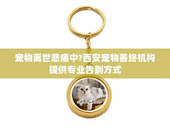 宠物离世悲痛中?西安宠物善终机构提供专业告别方式