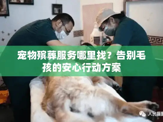 宠物殡葬服务哪里找？告别毛孩的安心行动方案