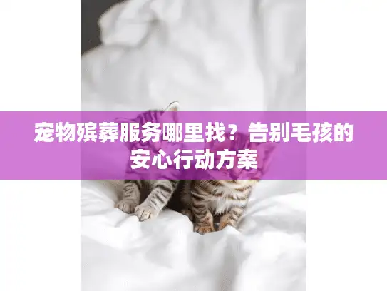 宠物殡葬服务哪里找？告别毛孩的安心行动方案