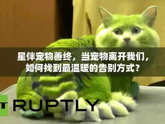 星伴宠物善终，当宠物离开我们，如何找到最温暖的告别方式？