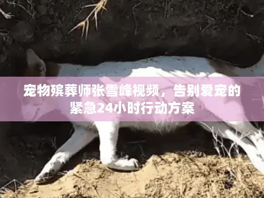 宠物殡葬师张雪峰视频，告别爱宠的紧急24小时行动方案