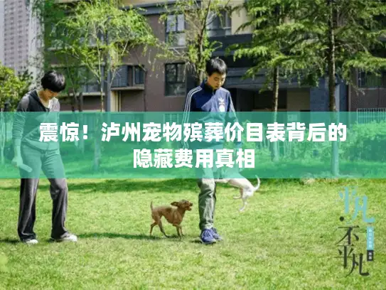 震惊！泸州宠物殡葬价目表背后的隐藏费用真相