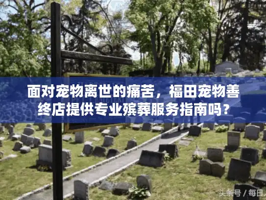 面对宠物离世的痛苦，福田宠物善终店提供专业殡葬服务指南吗？