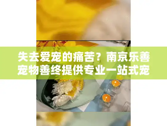 失去爱宠的痛苦？南京乐善宠物善终提供专业一站式宠物殡葬服务